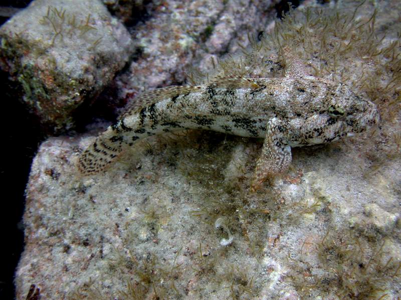 Gobius cobitis